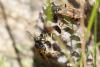 Polistes biglumis